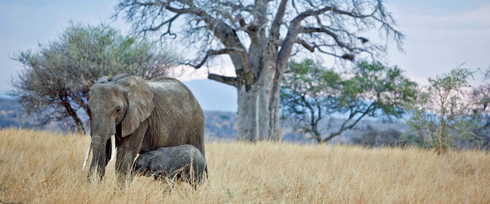 18 Days Tanzania Combined Safari