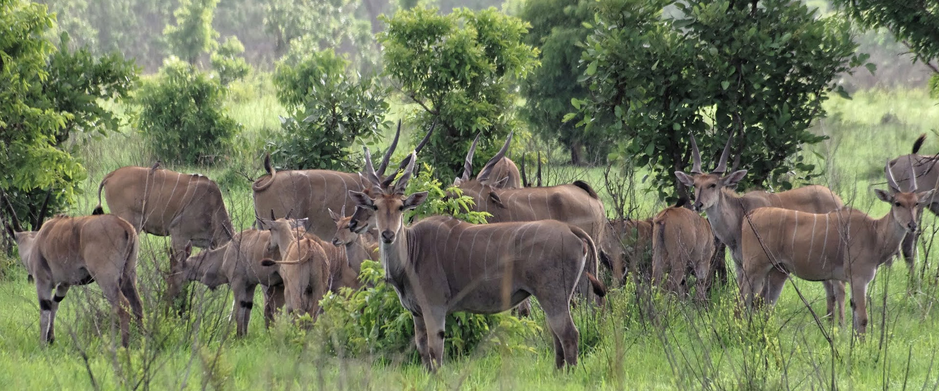 2 days tanzania safari to mikumi

