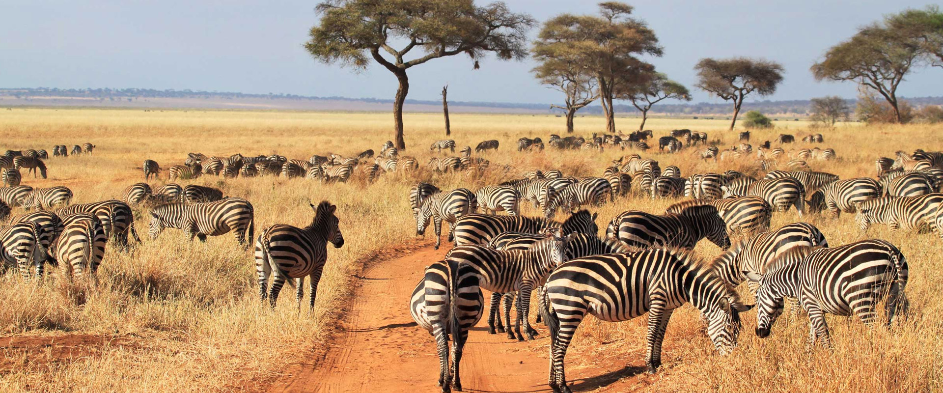 3 days tanzania safari to mikumi

