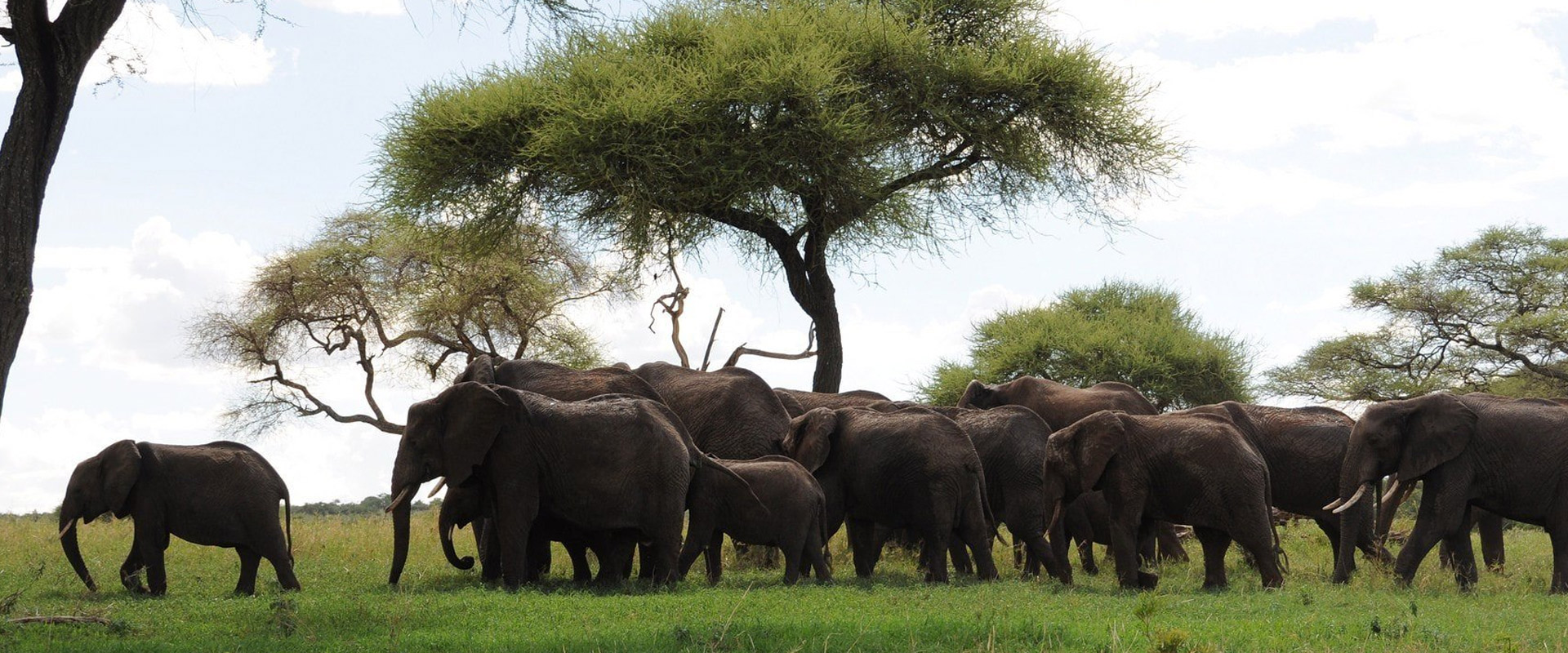 7 days tanzania northern safari

