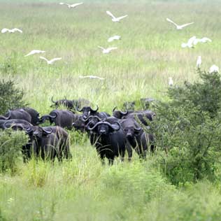 Katavi National Park