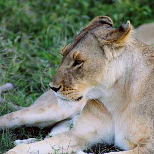 Mikumi National Park