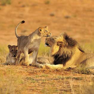 Ruaha National Park
