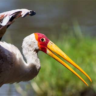Saadani National Park