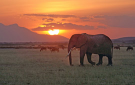 tanzania-safari-cost