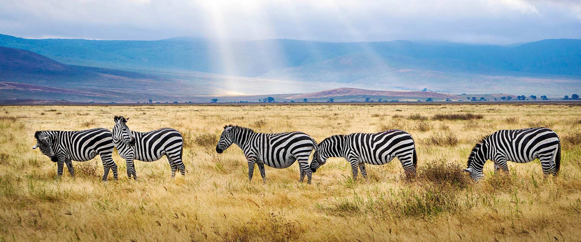 Gallery African Pangolin Safaris 