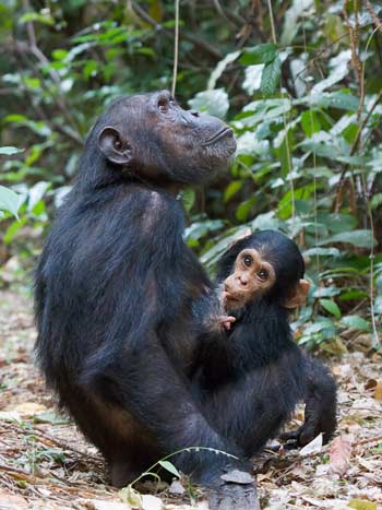 Gombe National Park