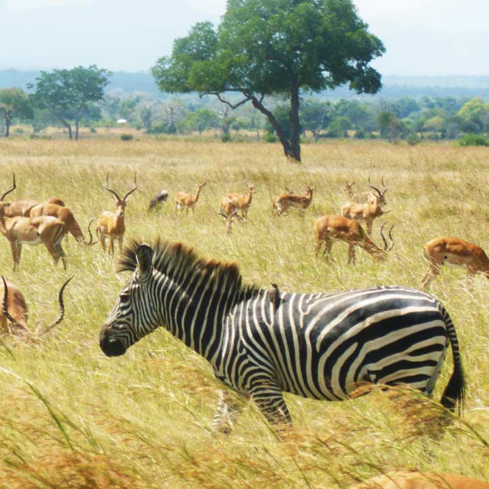 2 days tanzania safari to mikumi