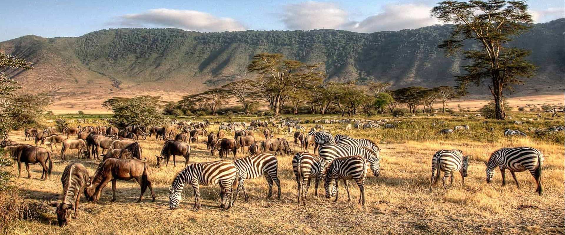 How to Customize Your Safari