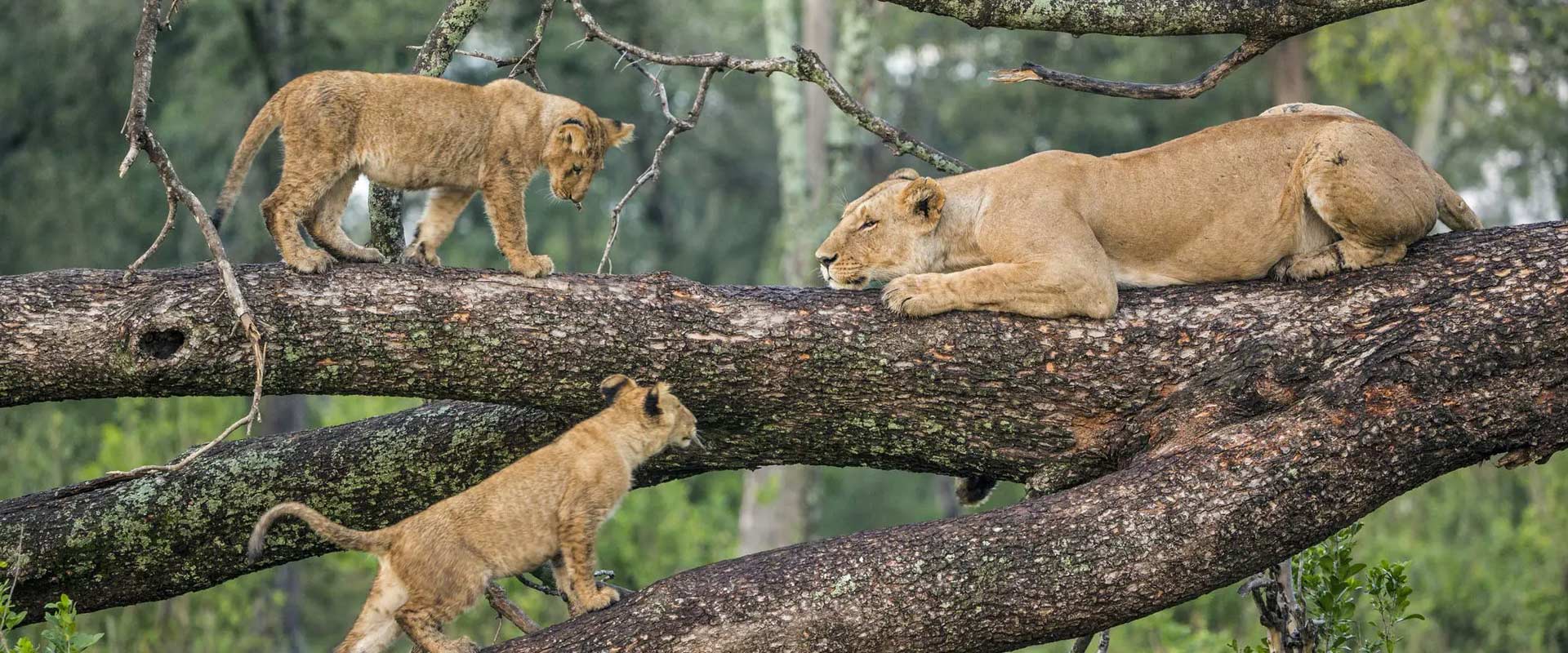 Lake Manyara National Park