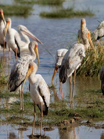 Lake Manyara National Park 