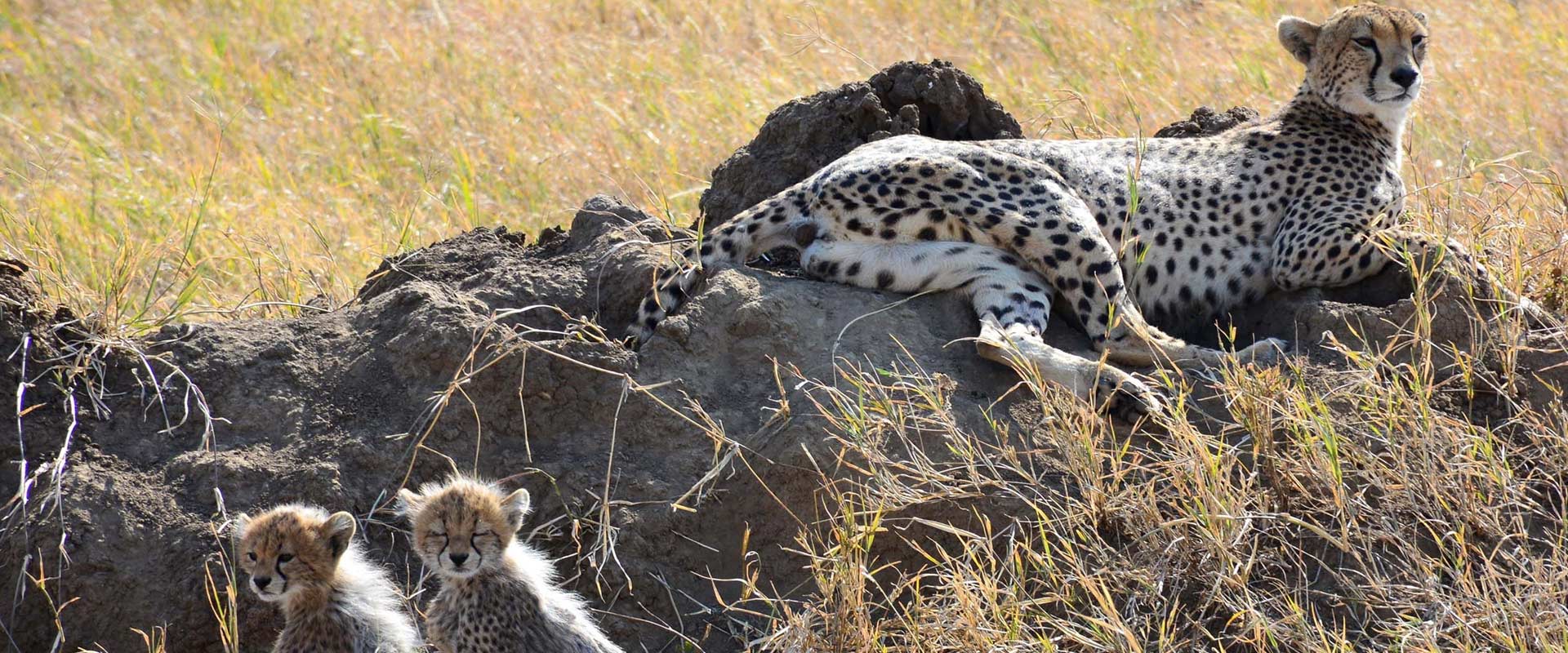 Mkomazi National Park