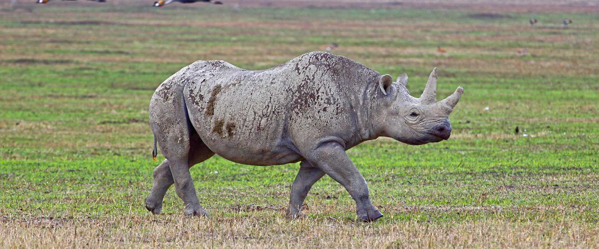 Ngorongoro Crater