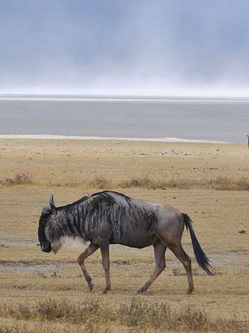 Ngorongoro Crater