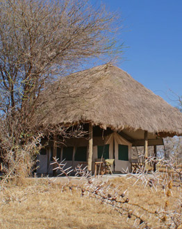 Whistling thorn camp