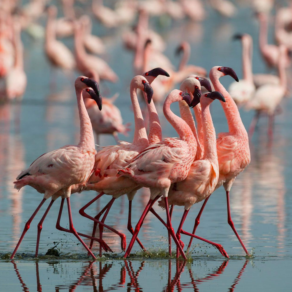 Lake Manyara National Park