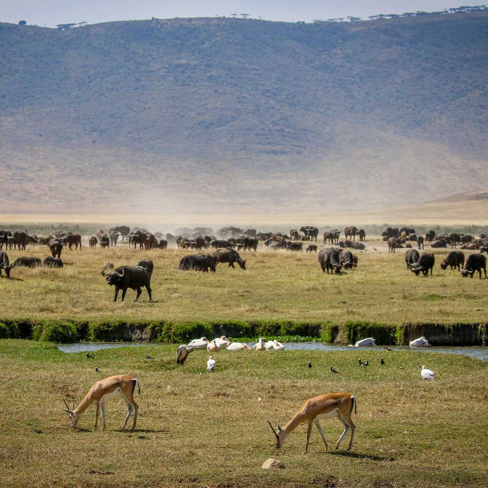 Ngorongoro Crater
