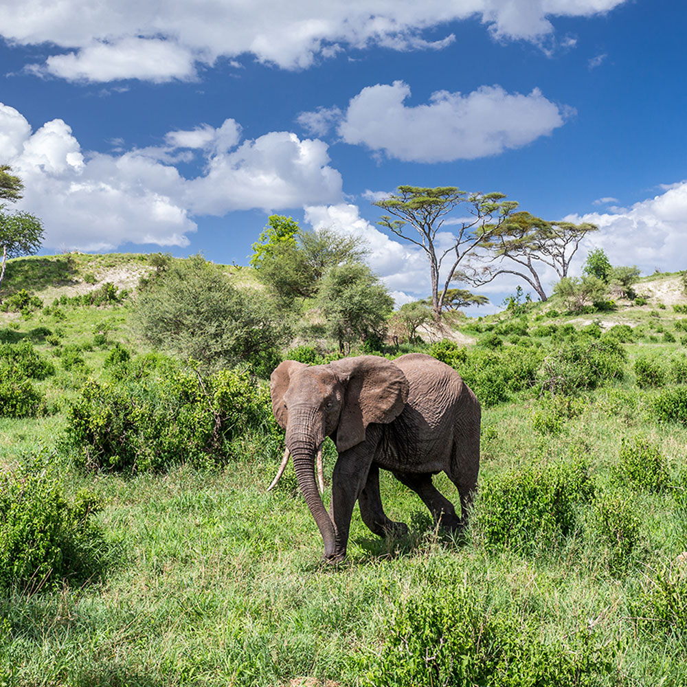 Tarangire National Park