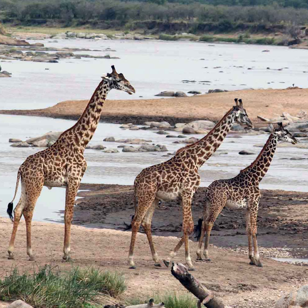 Mkomazi National Park