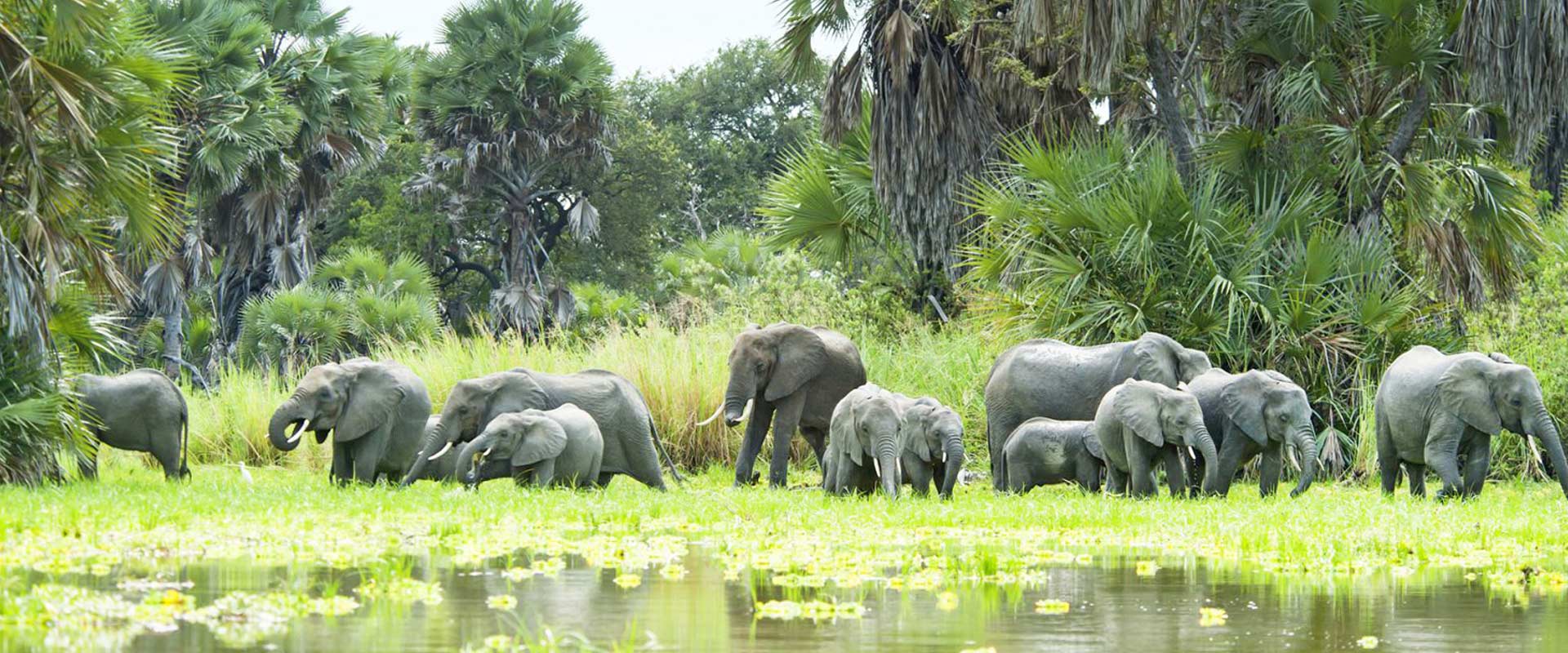 Nyerere National Park