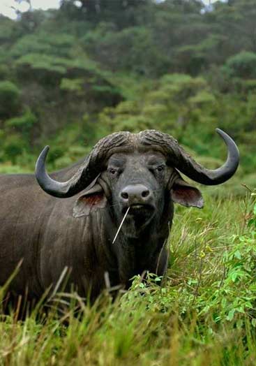 Arusha National Park