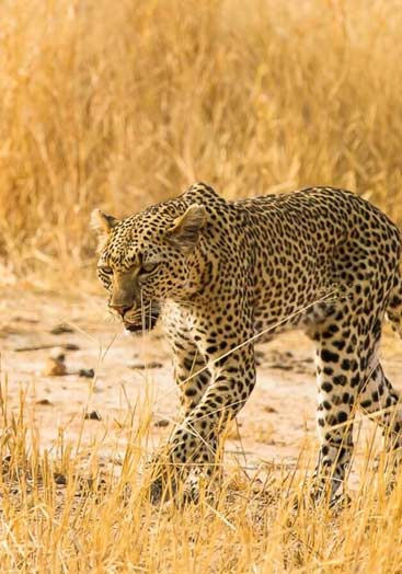 Ruaha National Park