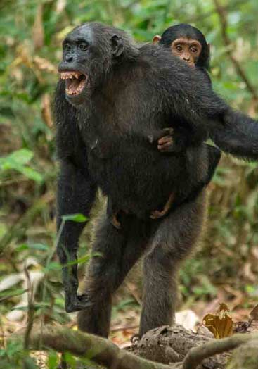 Gombe National Park