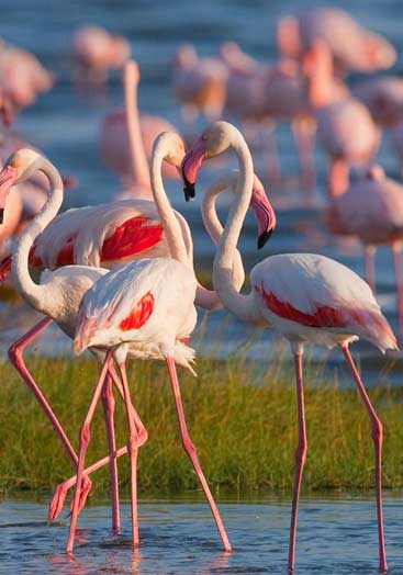 Lake Manyara National Park