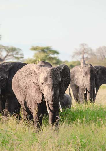 Tarangire National Park