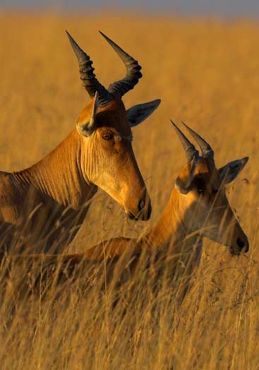 Mkomazi National Park