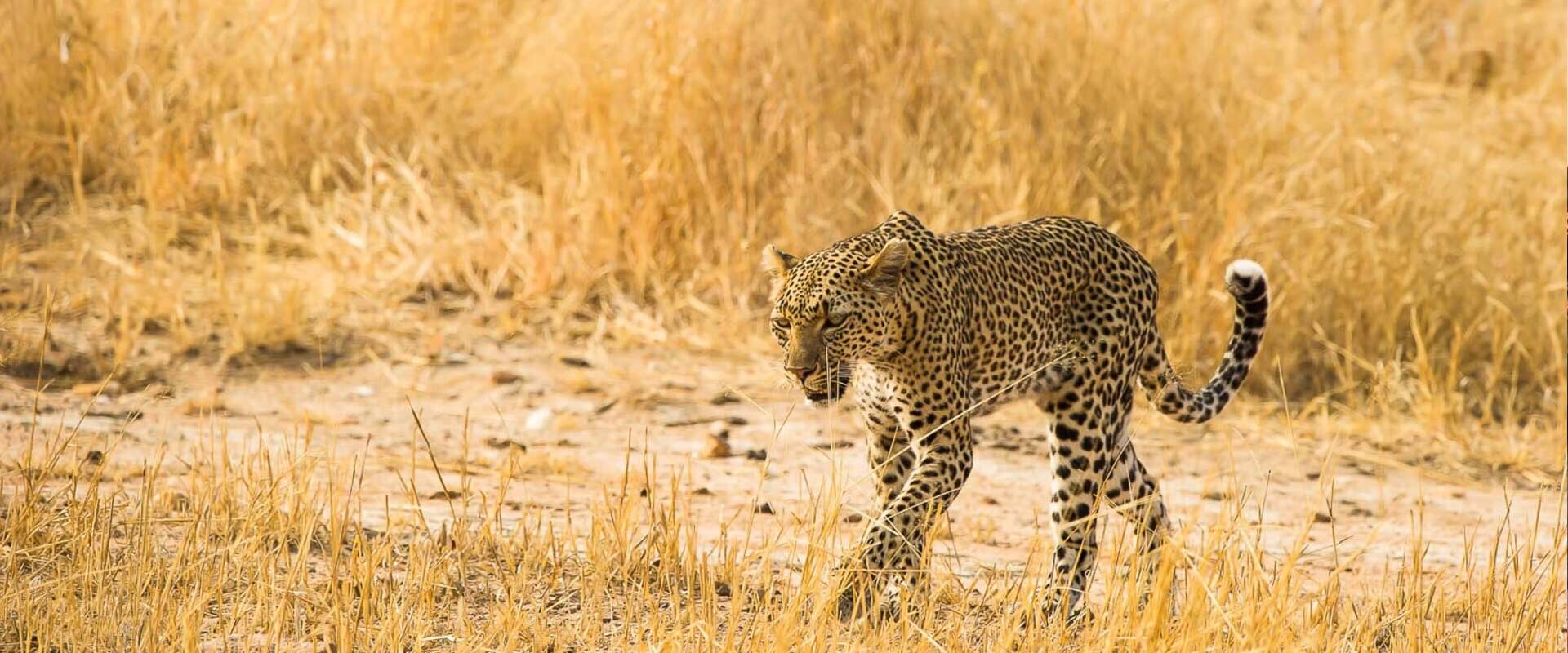 Ruaha National Park 