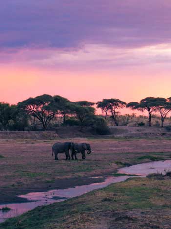 Ruaha National Park 