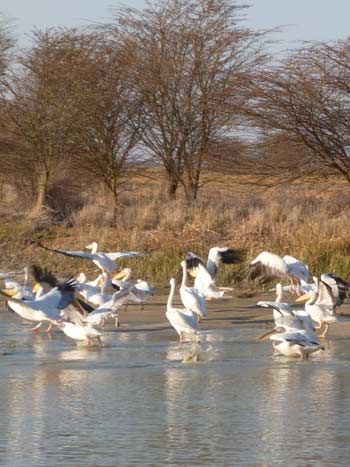 Rubondo National Park