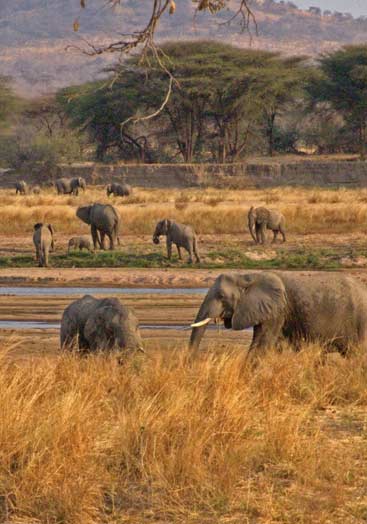 6 days tanzania southern safari to ruaha