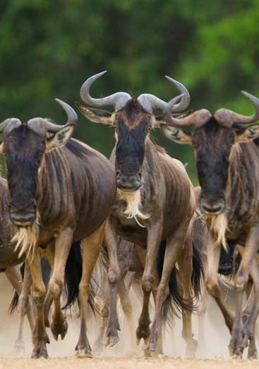 7 Days Wildebeest Migration Safari