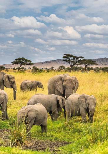 18 Days Tanzania Combined Safari