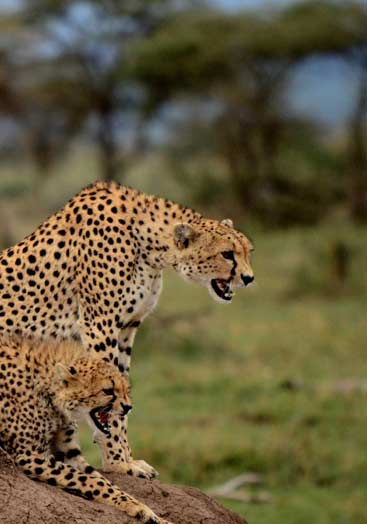 5 days tanzania northern safari