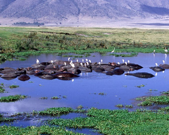 ngorongoro crater ngorongoro crater