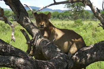 2 days tanzania safari to mikumi