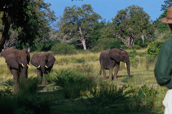 3 days tanzania safari to selous game reserve