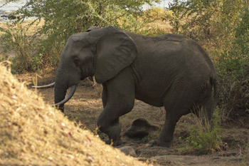 3 days tanzania safari to mikumi