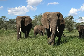 5 days tanzania northern safari