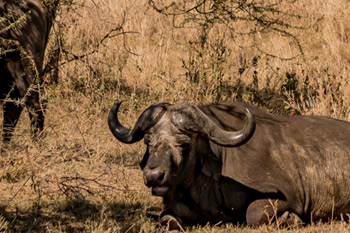 6 days tanzania southern safari