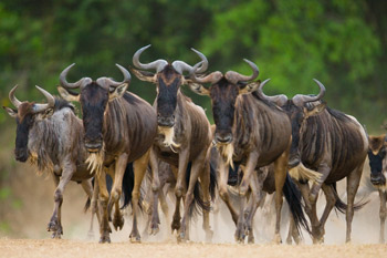 7 Days Wildebeest Migration Safari