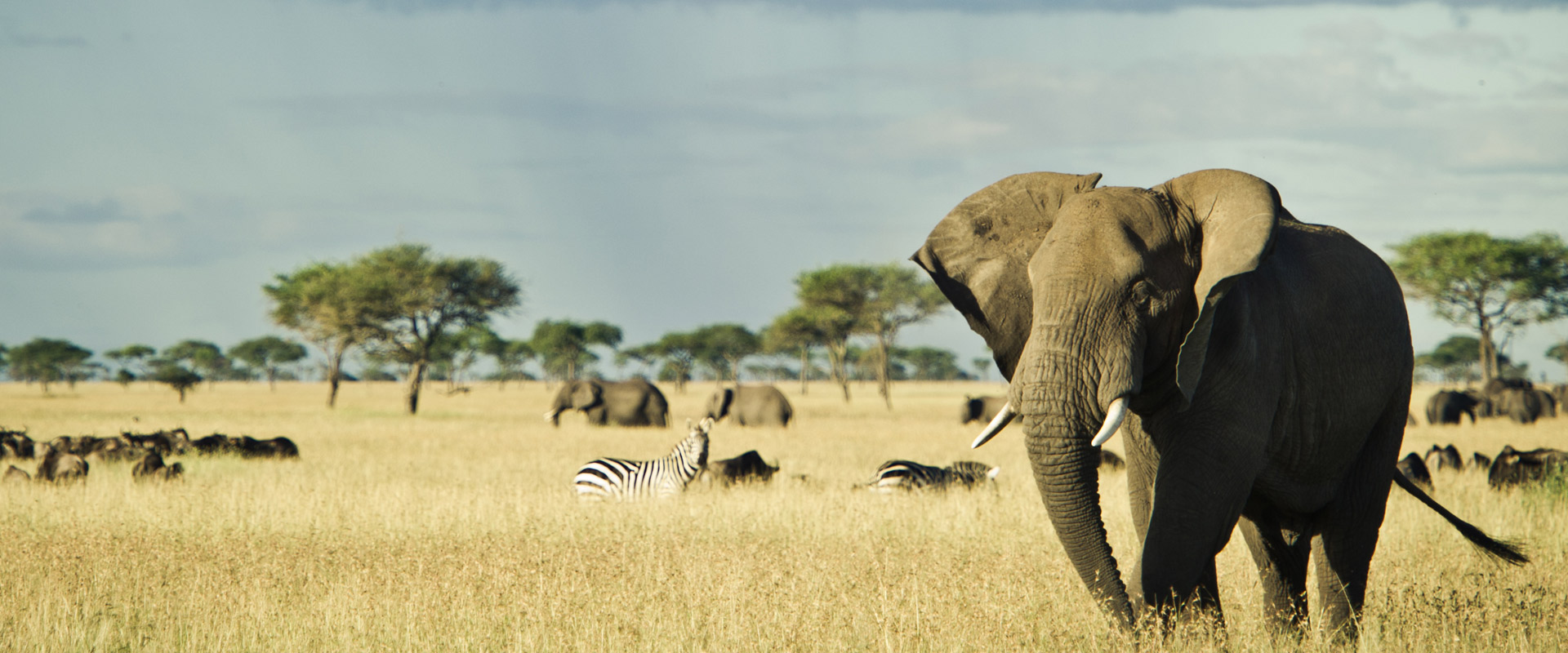 Tanzania Safari Cost