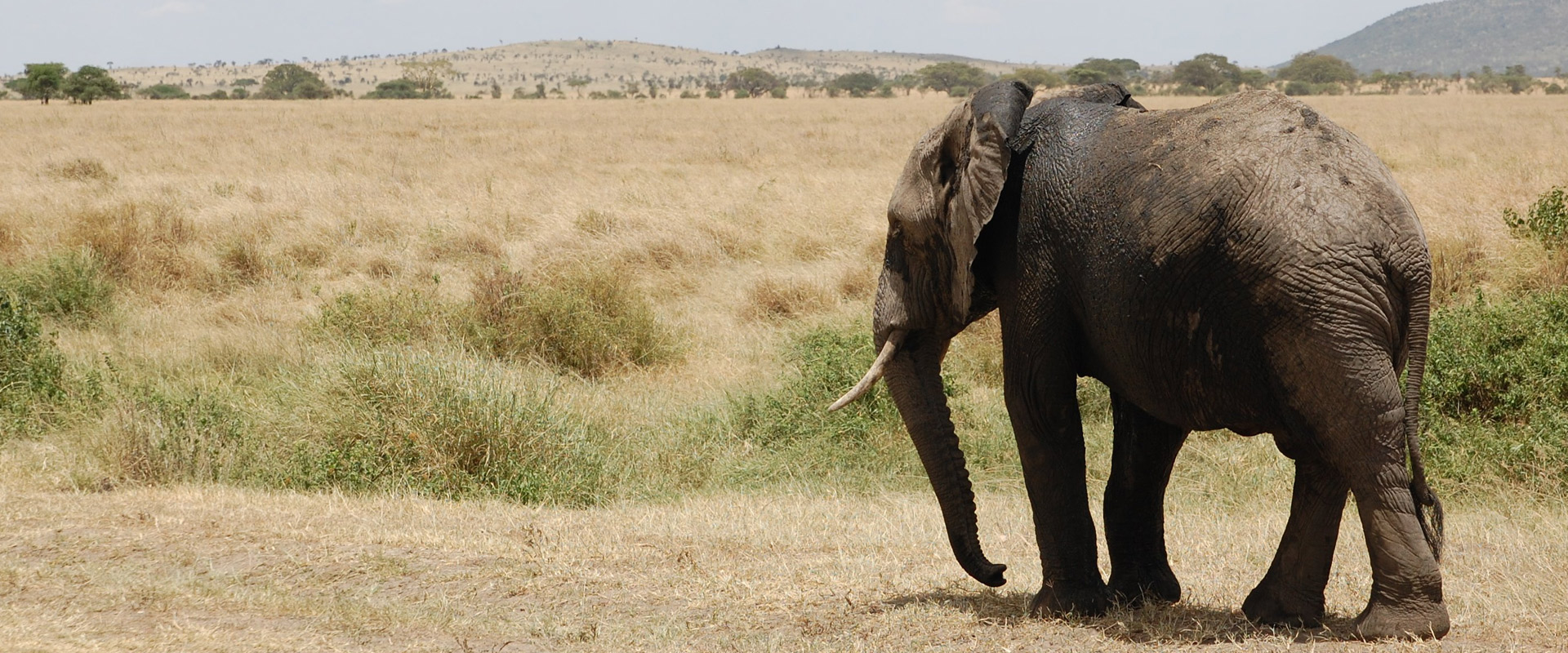 Tanzania Safari FAQs