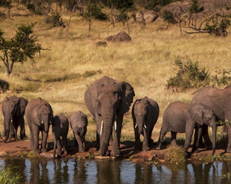 safari in the serengeti safari in the serengeti