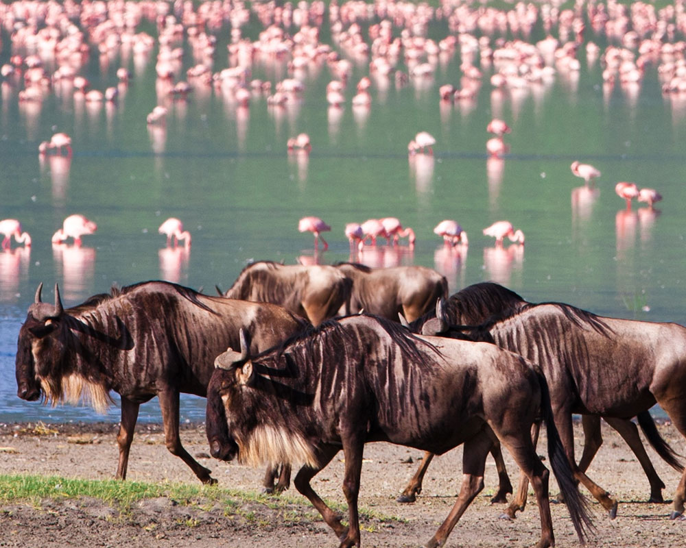 Tanzania Safari Gallery