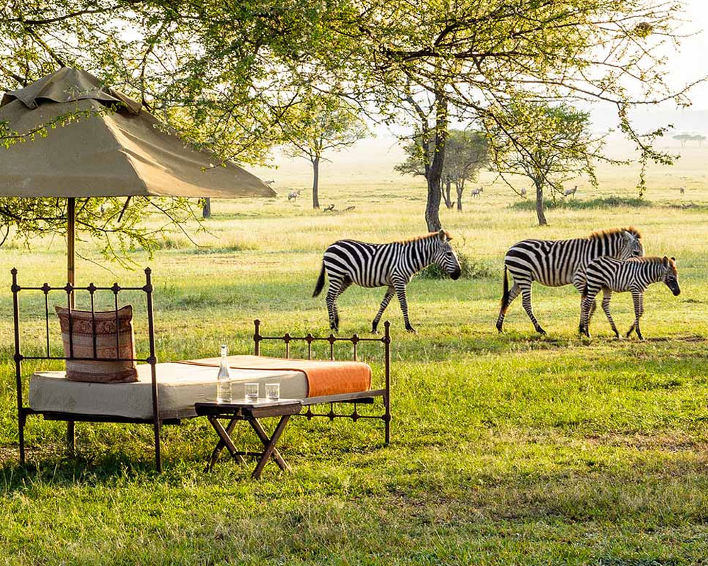 Tanzania Safari Gallery