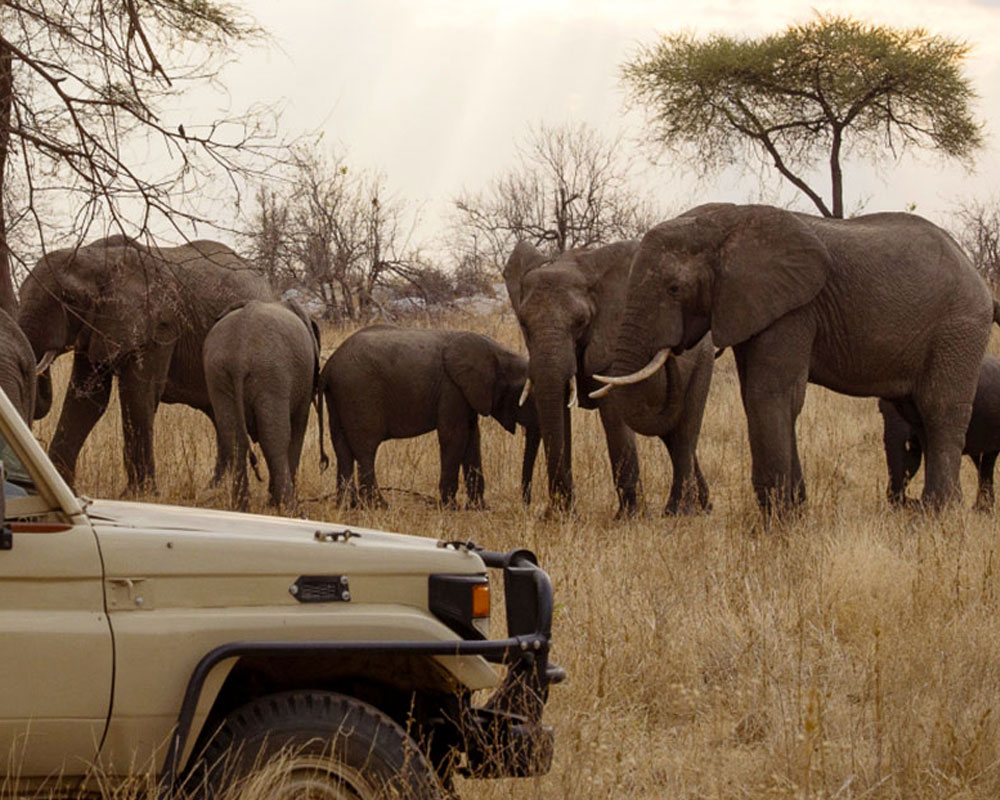 Tanzania Safari Gallery